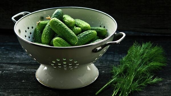 Представители 11 регионов съехались в Кировскую область на фестиваль "Истобенский огурец"