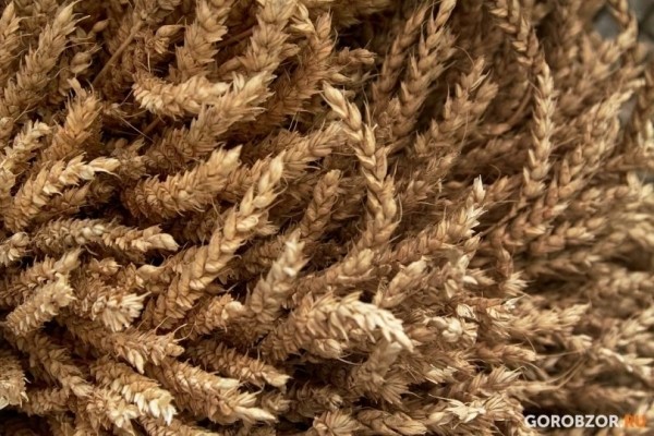 В Башкирии хлеборобы собрали более 2 млн тонн зерна