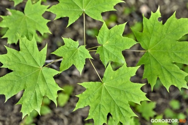 В Башкирии ночью похолодает до +10°