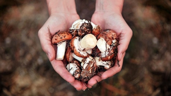 Карелия, Башкирия и Новгородская область вошли в число самых грибных мест России Карелия, Башкирия и Новгородская область вошли в число самых грибных мест России