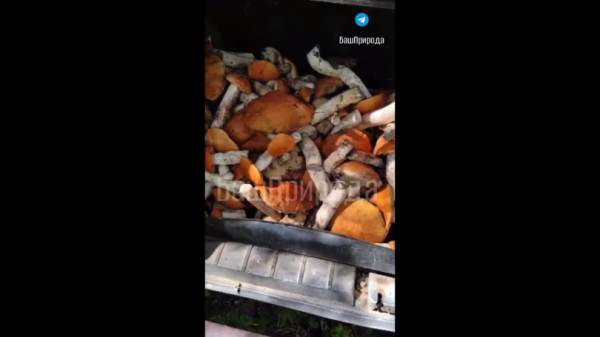 В Башкирии грибники набрали целый багажник подосиновиков и еще несколько ведер В Башкирии грибники набрали целый багажник подосиновиков и еще несколько ведер
