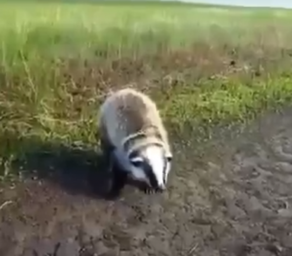 Житель Башкирии заснял радостное видео с барсуком, называя его бобром