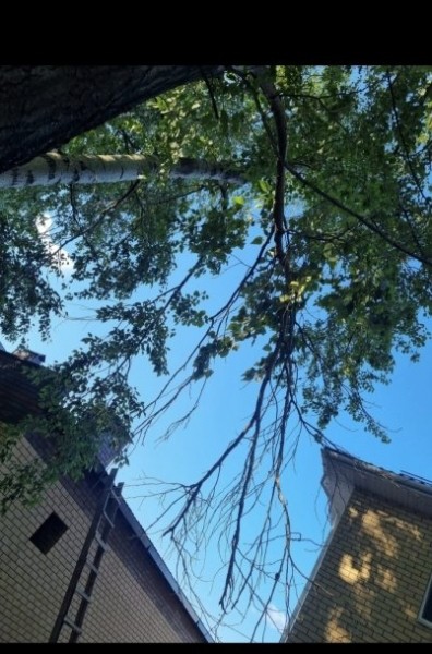 Житель Уфы просит кронировать тополя