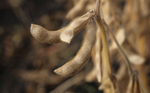 
                    Минсельхоз хочет в десять раз увеличить площади сои в Башкирии

                