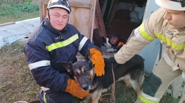 В Башкирии спасатели помогли собаке, которая упала в погреб
