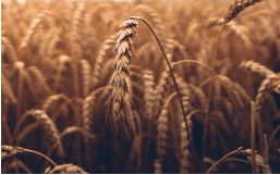 За неделю в Башкирии подорожали все виды бензина
За неделю в Башкирии подорожали все виды бензина