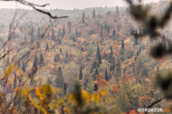 За сутки в лесах Башкирии потерялось 15 человек