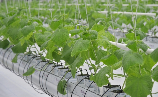 
                    В модернизацию тепличного комплекса в Башкирии инвестируют ₽277 млн

                