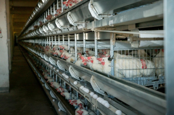 «Поместить на карантин»: в Башкирии зафиксировали несанкционированный ввоз животных и птиц