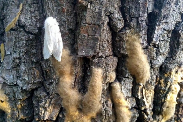 Башкирию захватывает опасный вредитель: леса будут опрыскивать с воздуха