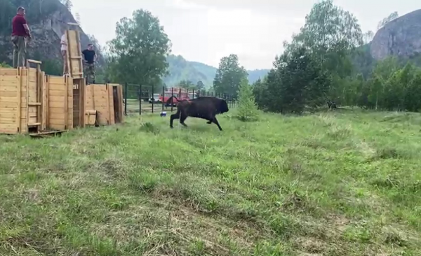 
                    Число белорусских зубров в Башкирии могут увеличить до 50

                