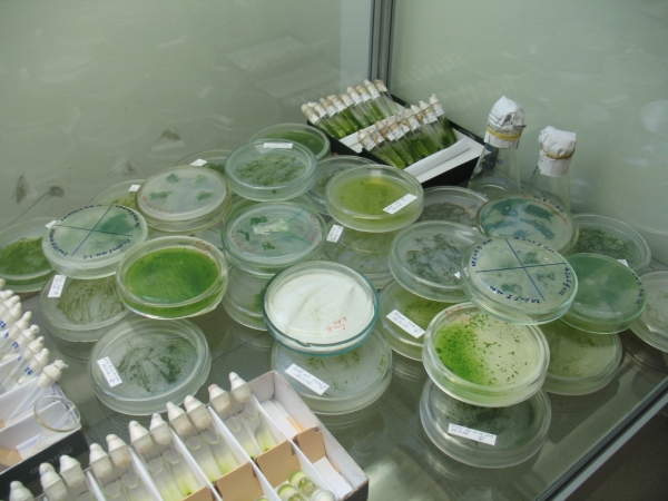 В БГПУ им. М.Акмуллы начал работу совет по биологии ФУМО «Биологические науки» В БГПУ им. М.Акмуллы начал работу совет по биологии ФУМО «Биологические науки»