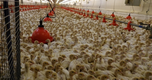 Имущество «Индюшкина» в Башкирии выставили на торги за 4,7 млрд