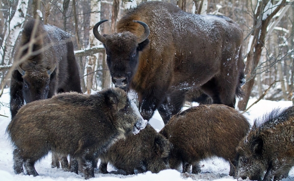 
                    Минприроды РФ одобрило проект переселения белорусских зубров в Башкирию

                