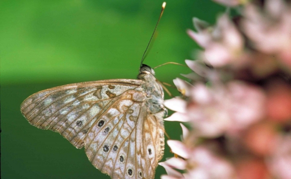 
                    На борьбу с непарным шелкопрядом в Башкирии выделят еще 155 млн рублей
                    
                