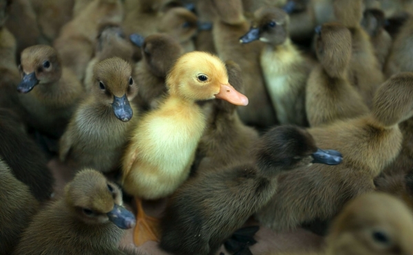 На фабрике в Башкирии после гриппа птиц за 2 года восстановят поголовье На фабрике в Башкирии после гриппа птиц за 2 года восстановят поголовье