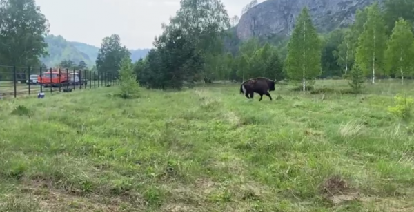 «Шедевры природы» – в Башкирию привезли первых зубров из Беларуси «Шедевры природы» – в Башкирию привезли первых зубров из Беларуси