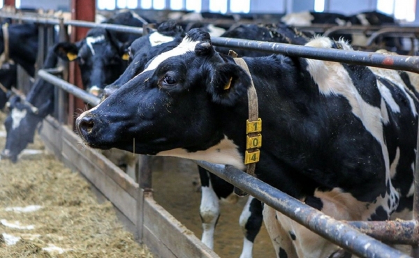 
                    В Башкирии построят ферму на 1200 коров за 2,1 млрд рублей

                