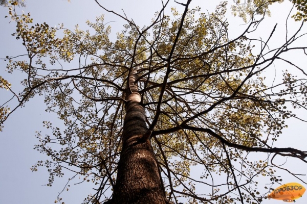 В Башкирии прогнозируется чрезвычайная пожароопасность В Башкирии прогнозируется чрезвычайная пожароопасность