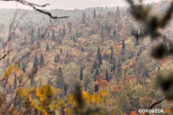 В Башкирии родители потеряли в лесу девятилетнего сына